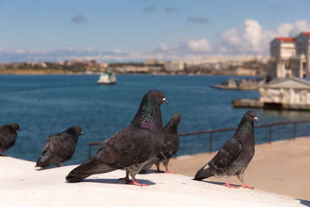 flock of pigeons on the seafront in Sevastopol
