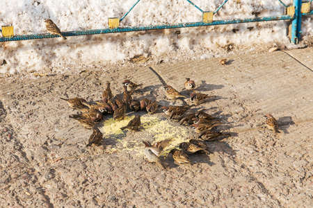 flock of sparrows eating millet on stoneの写真素材