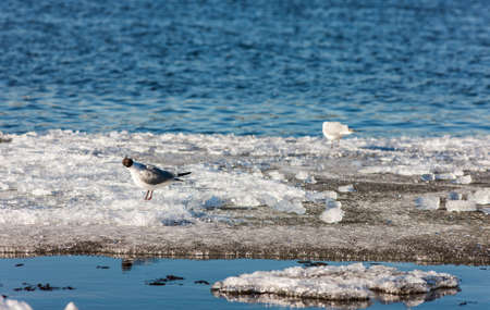 Gulls on melting ice floe in springの写真素材