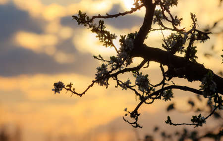 branches of a blossoming tree on a background of the sun in the sky