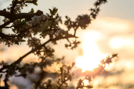 branches of a blossoming tree on a background of the sun in the sky