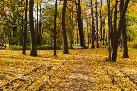 Autumn landscape with fallen leaves in the parkの写真素材