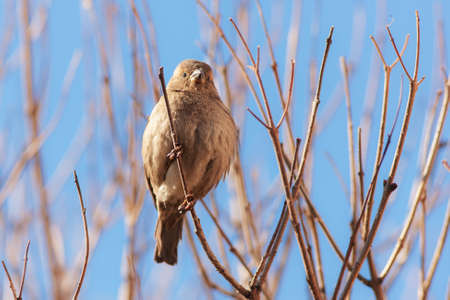 Portrait of a sparrow on a branch