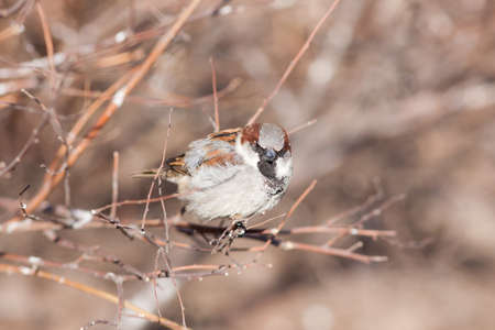 Portrait of a sparrow on a branchの写真素材