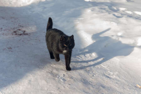 black cat running through the snow in the winterの写真素材
