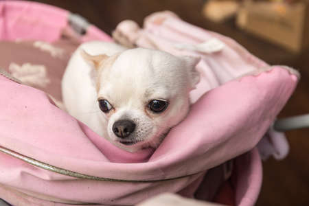 white Chihuahua lying in the pram closeupの写真素材