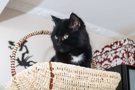 black domestic cat in a wooden basketの写真素材