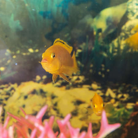 portrait of Labidochromis yellow in aquarium waterの写真素材