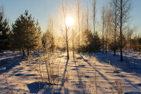 landscape in the woods on a sunny winter dayの写真素材