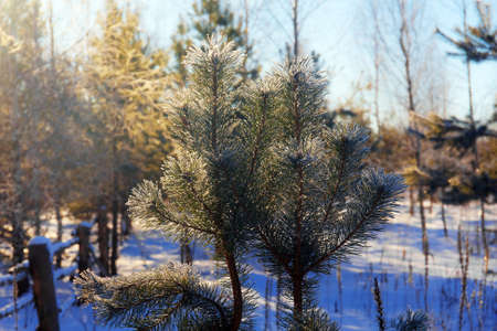 pine branches in the cold winter forestの写真素材
