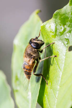 big fly on green leaves close upの写真素材