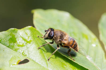 big fly on green leaves close upの写真素材