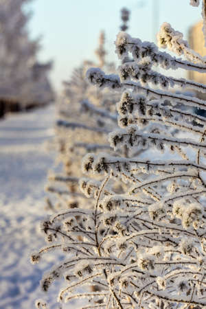 branches of trees in hoarfrost on a cold winter dayの写真素材