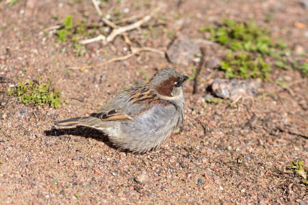 Portrait of a sparrow on the sandの写真素材