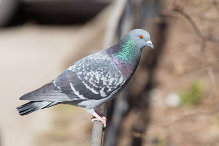 Portrait of a gray pigeon close upの写真素材
