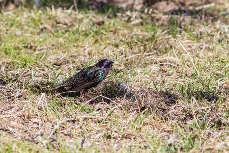 Starling on the grass in early springの写真素材