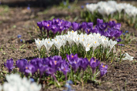 white and purple crocuses in spring gardenの写真素材