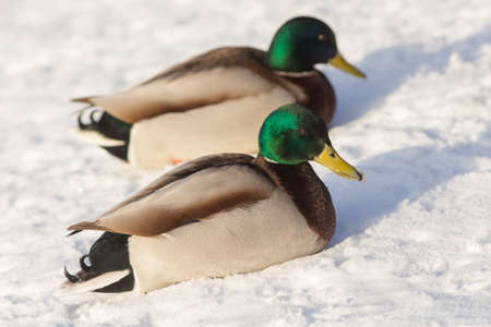 Portrait of a duck on snow close upの写真素材