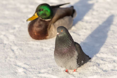 pigeon and duck on snow in winterの写真素材