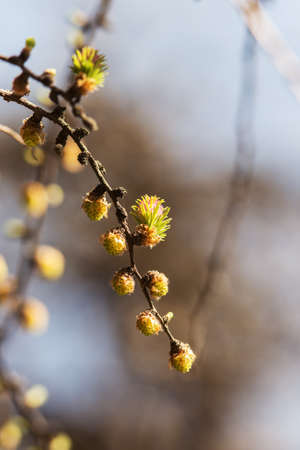 larch branch with buds in spring dayの写真素材