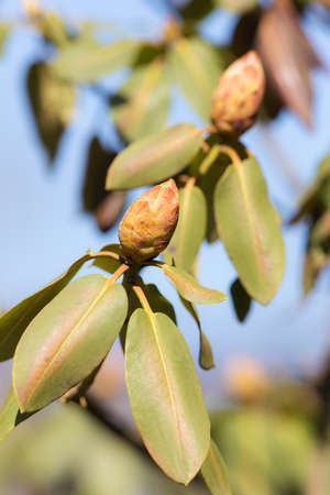 Green leaves and buds of rhododendron in the early springの写真素材