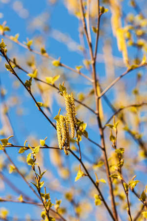 birch branches with buds and young leaves in spring