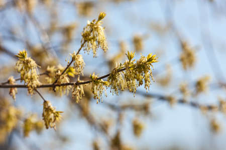 maple tree branch in the spring close upの写真素材