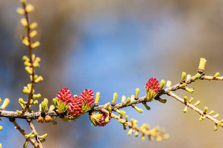larch branch on a sunny spring day closeup