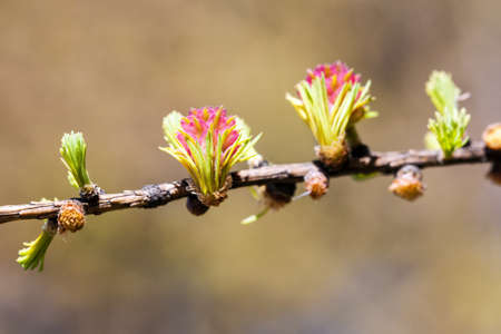larch branch on a sunny spring day closeup