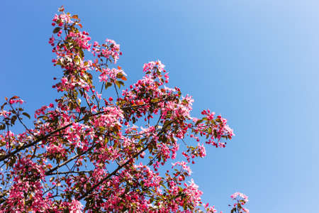 apple tree with pink flowers against the sky