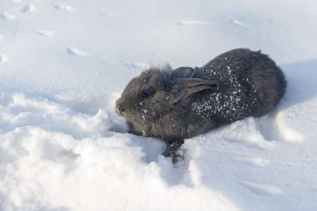 portrait of blue rabbit on snow closeupの写真素材