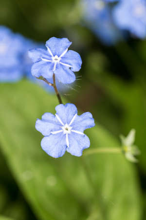 small blue flowers in spring close up (Omphalodes verna)