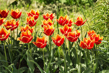 orange tulips close up in spring gardenの写真素材