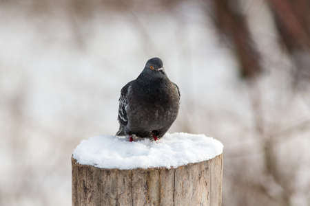 portrait of a pigeon sitting on a tree stumpの写真素材