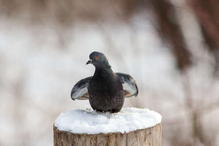 portrait of a pigeon sitting on a tree stumpの写真素材