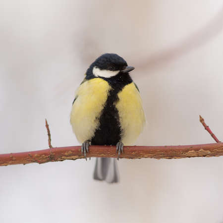Portrait of a titmouse on a branch closeupの写真素材