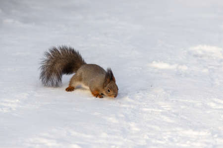Squirrel on the snow in a winter dayの写真素材