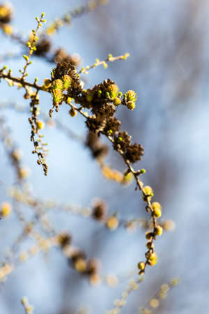 larch branch with buds in spring dayの写真素材