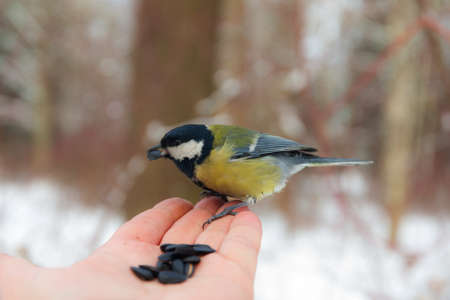 Titmouse sits on the palm of a man with seedsの写真素材