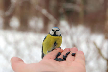 Blue tit sitting on a human palm with seedsの写真素材