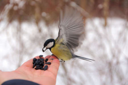 Titmouse sits on the palm of a man with seedsの写真素材
