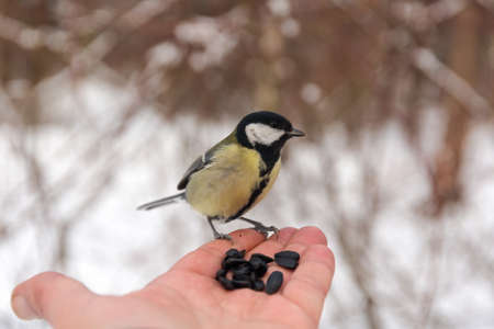 Titmouse sits on the palm of a man with seedsの写真素材
