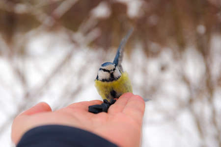 Blue tit sitting on a human palm with seedsの写真素材