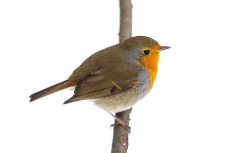 robin on a branch, isolated on whiteの写真素材
