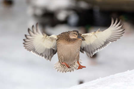 Portrait of a duck in flightの写真素材