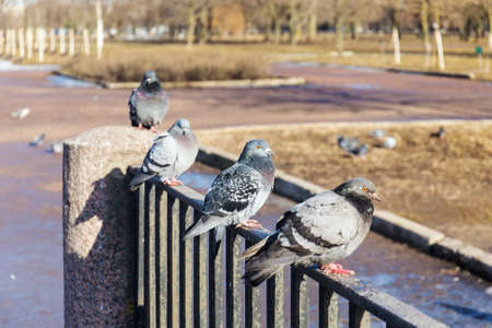 flock of pigeons on a fence in the parkの写真素材