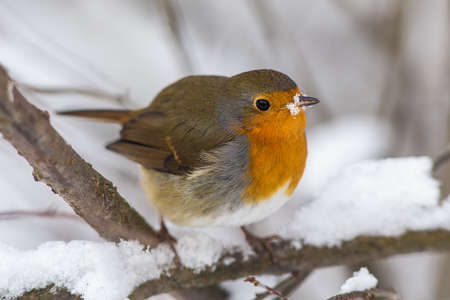 Robin on a tree branch in winterの写真素材