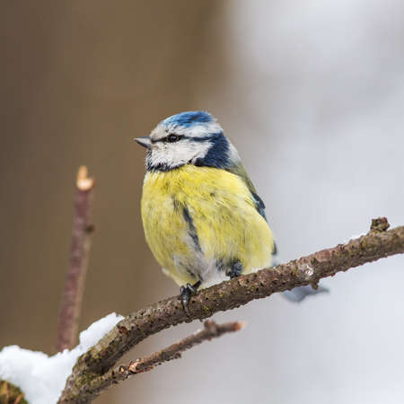 Portrait of a blue tit on a branch in winterの写真素材