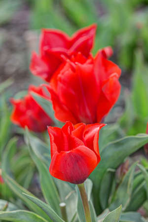 bright red tulips in the spring close upの写真素材