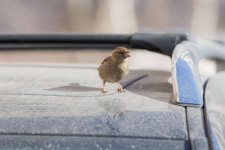 The sparrow sits on the roof of the carの写真素材